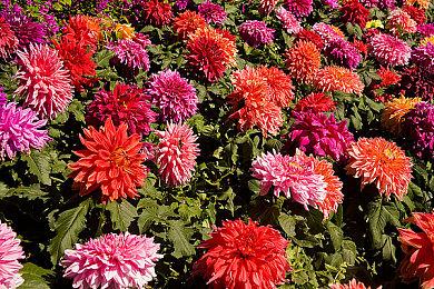 《明末：渊虚之羽》新预告 女主美丽胴体展现